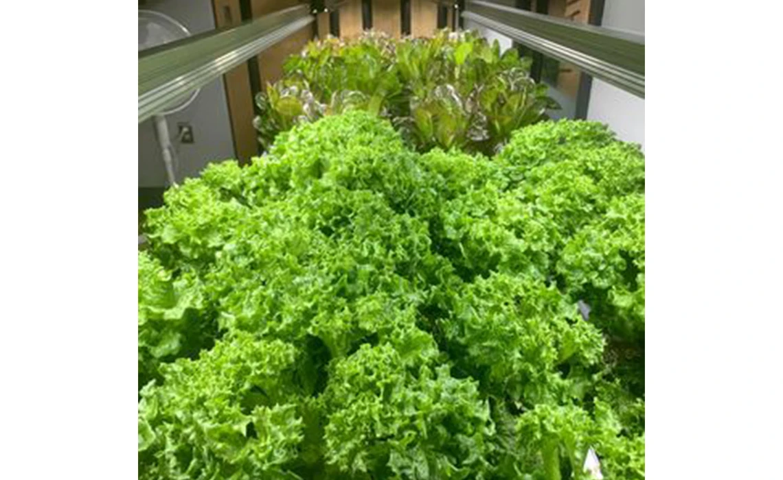 Jardin hydroponique expérimental-2