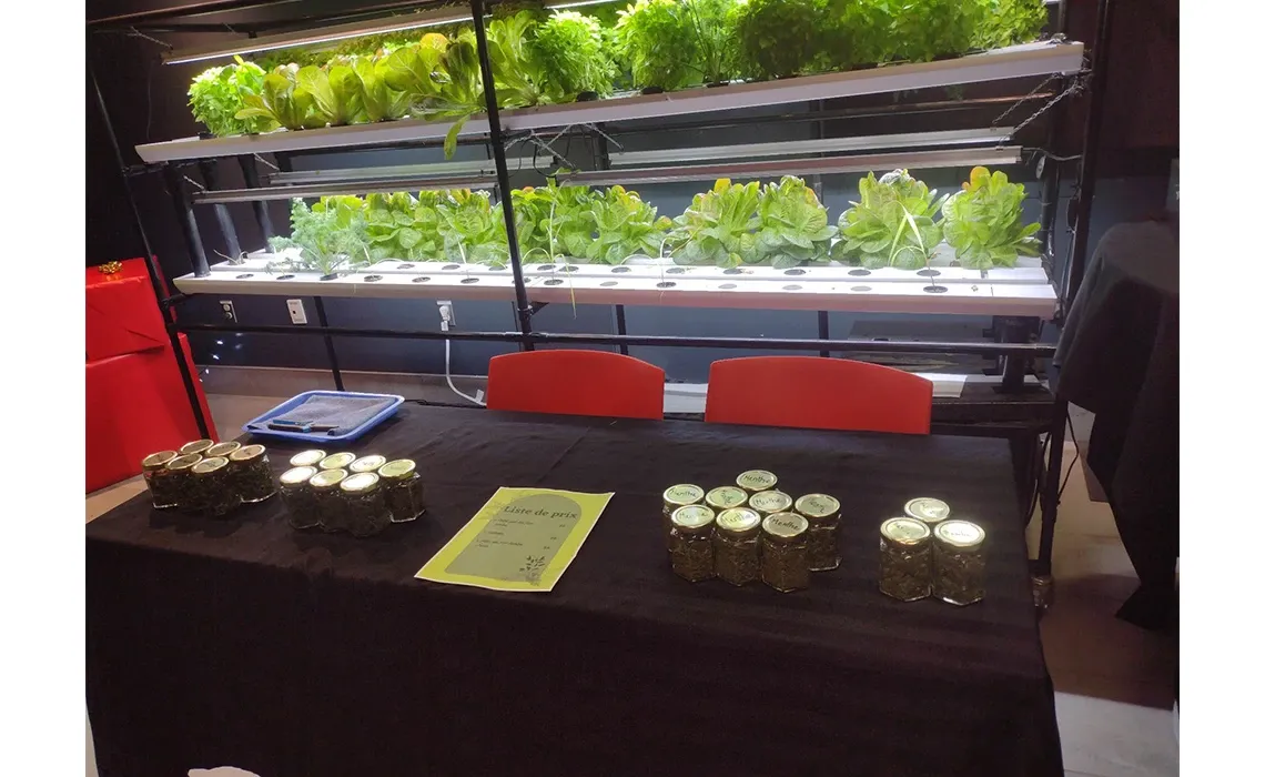 Jardin hydroponique expérimental-3